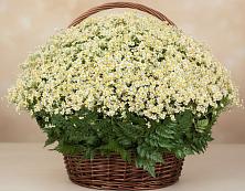 Цветочная композиция из Ромашки в корзине #REPLACE_PRED# Медведево